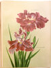 Another image of IRIS KAEMPFERI. by YOKOHAMA NURSERY CO., LTD. (YOKOHAMA UEKI KABUSHIKI KAISHA, corp. title).